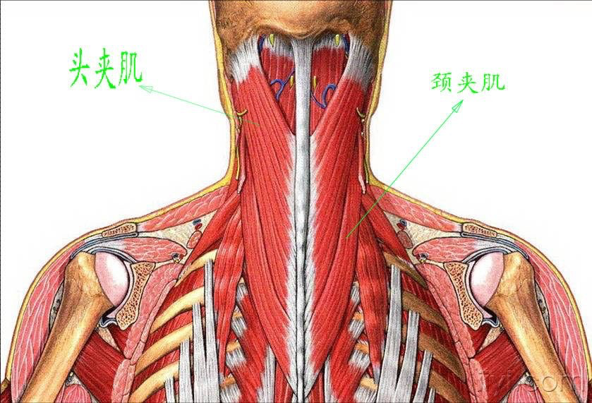 需要检查的肌肉:颈后部所有其他肌肉,胸锁乳突肌.