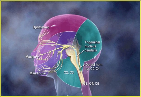 头面部的躯体感觉分布区示意图 2. 常见头面痛的外科治疗