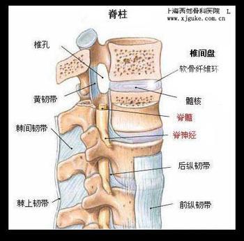 腰椎间盘突出症的专科检查及神经系统解剖