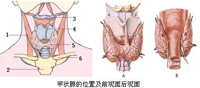 得了甲状腺怎么办_山东中医药大学第二附属医院曾长春