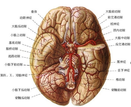 脑供血及脑血管解剖