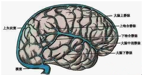 脑静脉的组成及解剖