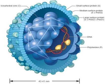 常说的乙肝五项是咋回事,病毒载量是什么?_宁